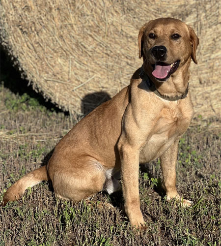 Labrador Retriever Hunting Dog For Sale