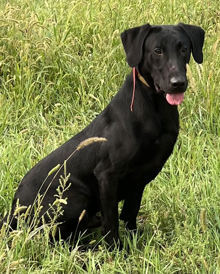 Black Male Labrador Retriever Hunting Dog For Sale