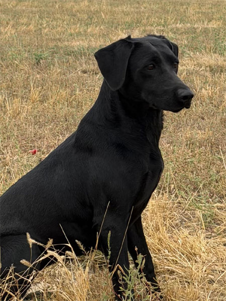 Black Labrador Retriever Hunting Dog For Sale
