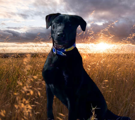 Labrador Retriever Hunting Dog For Sale