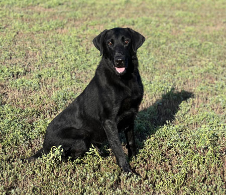 Black Labrador Retriever Hunting Dog For Sale