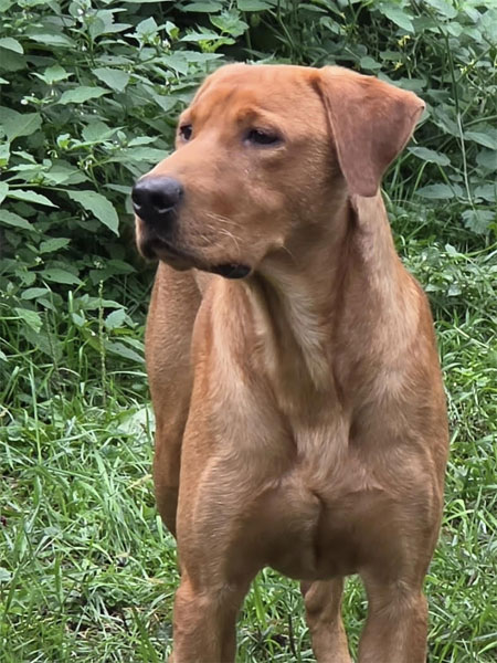 Red Labrador Retriever Hunting Dog For Sale