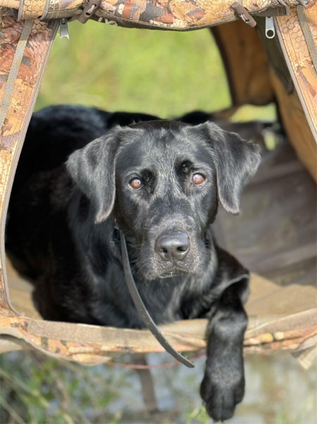 Male Black Labrador for Sale