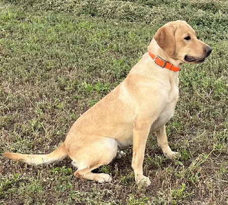 Yellow Female Labrador Retriever Hunting Dog For Sale