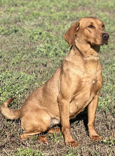 Red Fox Labrador Retriever Hunting Dog For Sale