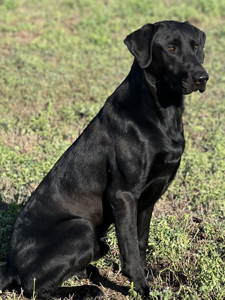 Black Labrador Retriever Hunting Dog For Sale