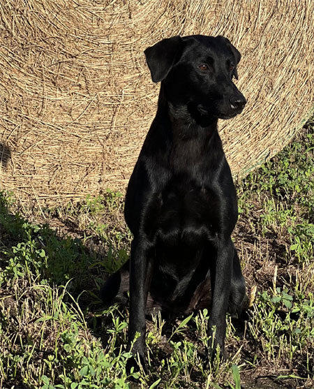 Black Lab Hunting Dog for Sale
