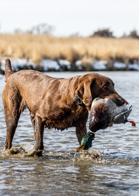 Chocolate Labrador Retriever Hunting Dog For Sale