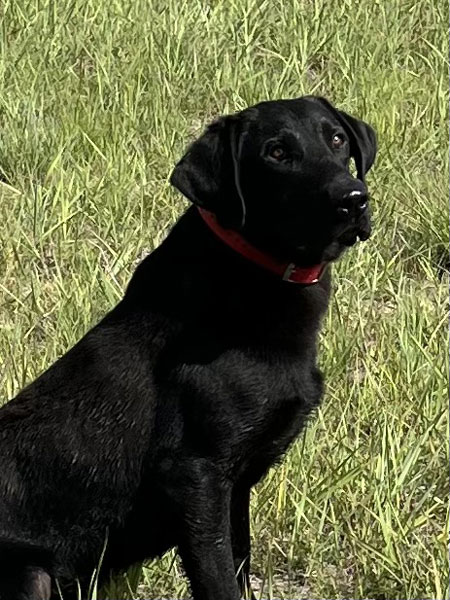 Black Labrador Retriever Hunting Dog For Sale