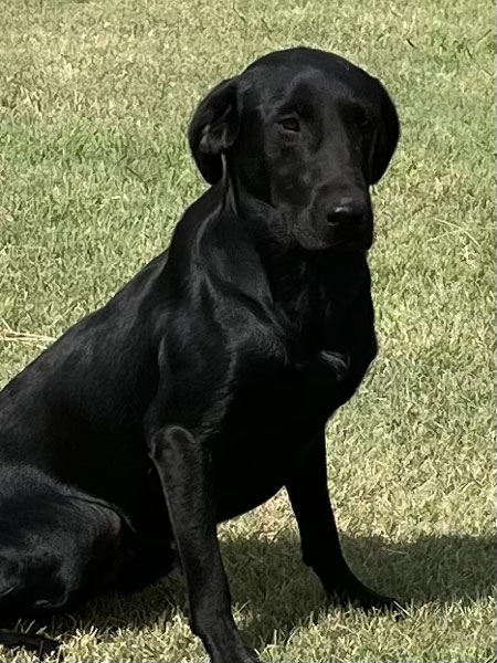 Black Male Labrador Retriever Hunting Dog For Sale