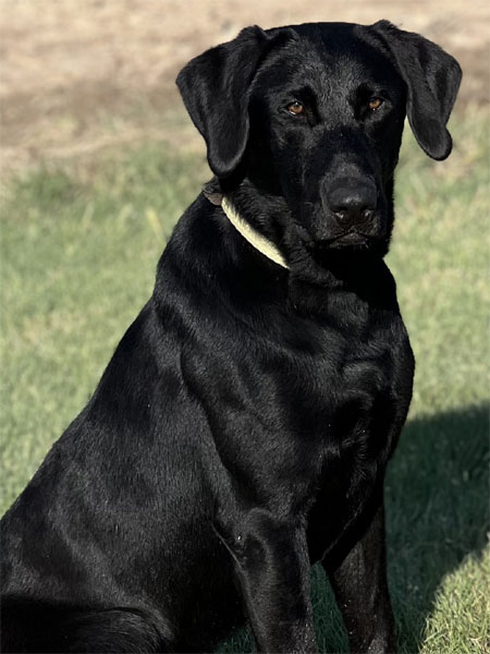 Labrador Retriever Hunting Dog For Sale