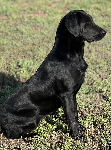 Black Labrador Retriever Hunting Dog For Sale