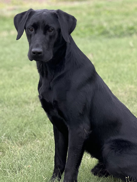 Black Labrador Retriever Hunting Dog For Sale