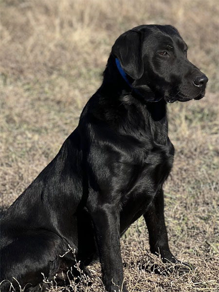 Black Labrador Retriever Hunting Dog For Sale