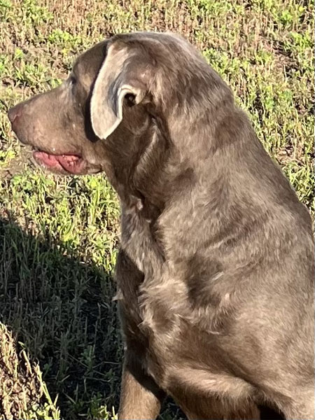 Silver Lab Hunting Dog for Sale