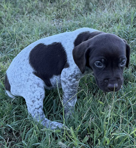 German Shorthaired Pointer Puppy for Sale