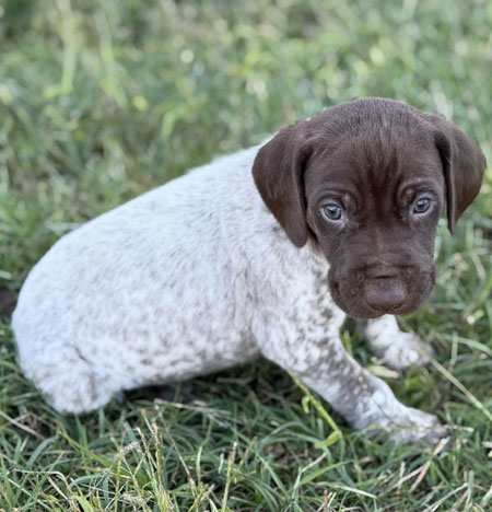 German Shorthaired Pointer Puppy for Sale