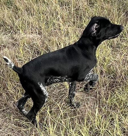 German Shorthair Hunting Dog For Sale