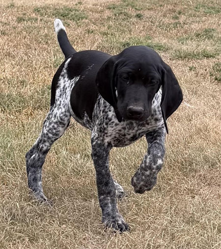 German Shorthair Hunting Dog For Sale
