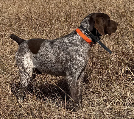 German Shorthair Hunting Dog For Sale