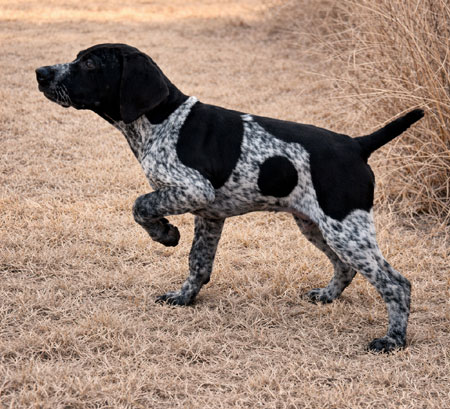 Male German Shorthaired Pointer Puppy for sale