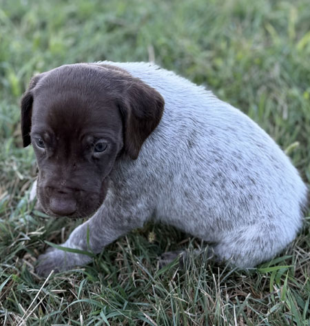 German Shorthaired Pointer Puppy for Sale