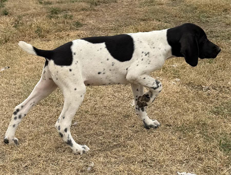 German Shorthair Hunting Dog For Sale