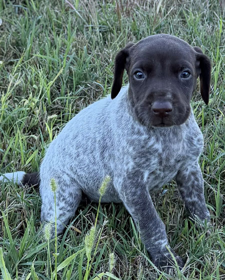 German Shorthaired Pointer Puppy for Sale