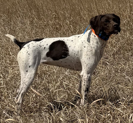 German Shorthair Hunting Dog For Sale