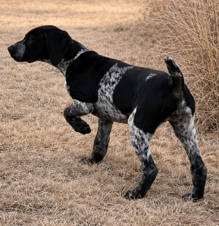 Male German Shorthaired Pointer Puppy for Sale
