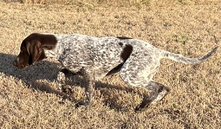 Puppies For Sale Outback Kennels