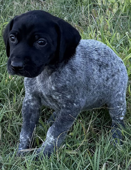German Shorthaired Pointer Puppy for Sale