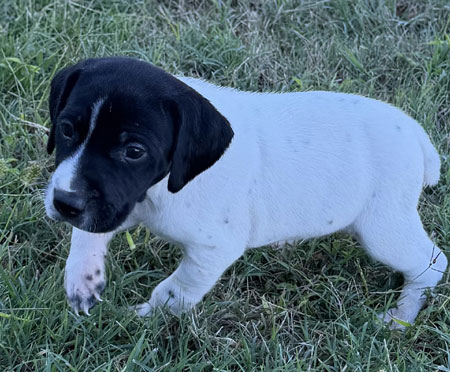 German Shorthaired Pointer Puppy for Sale