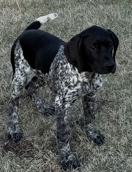 Male German Shorthaired Pointer Puppy for Sale