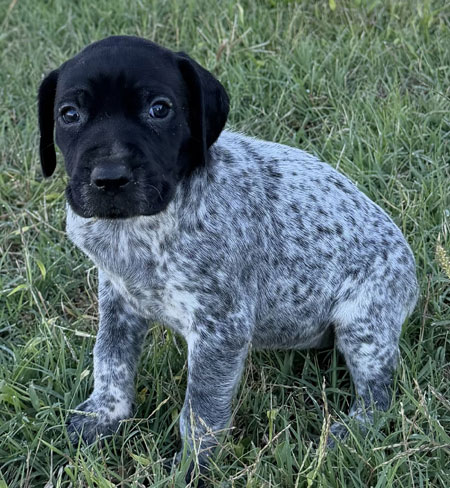 German Shorthaired Pointer Puppy for Sale