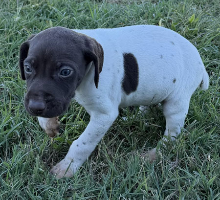 German Shorthaired Pointer Puppy for Sale