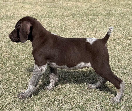 Male German Shorthaired Pointer Puppy for Sale