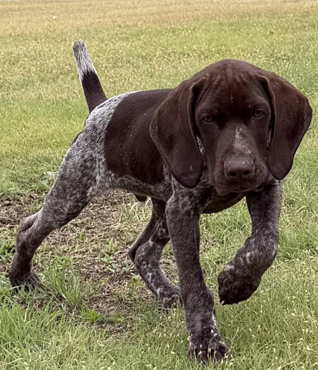 Male German Shorthaired Pointer Pup for Sale
