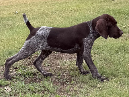 Male German Shorthaired Pointer Puppy for Sale