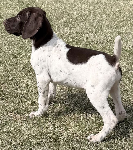 Male German Shorthaired Pointer Puppy for Sale
