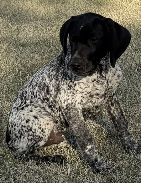 Male German Shorthaired Pointer Puppy for Sale
