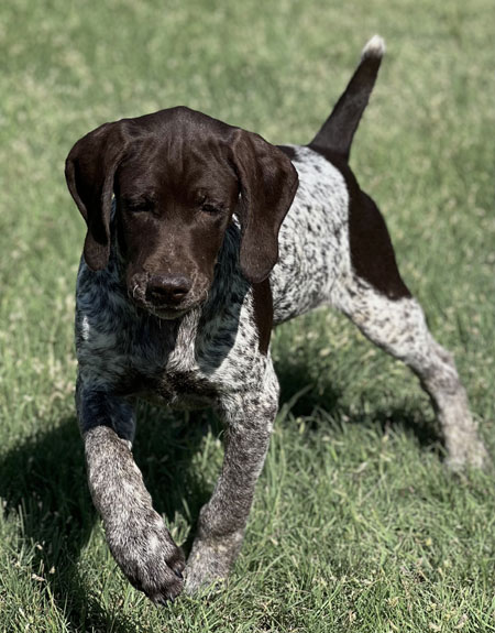 Puppies For Sale Outback Kennels