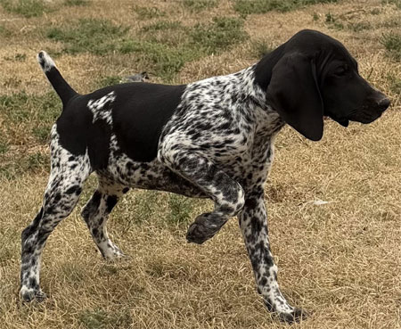 German Shorthair Hunting Dog For Sale