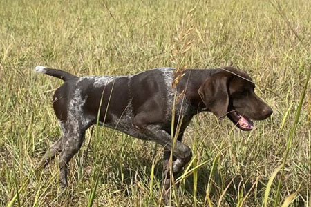 Puppies For Sale Outback Kennels