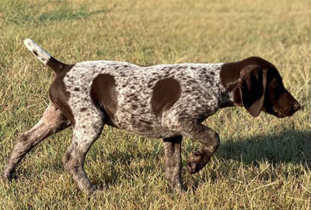 Puppies For Sale Outback Kennels