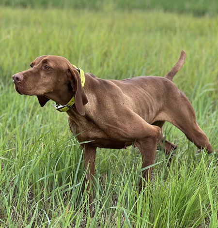 Vizsla Hunting Dog For Sale